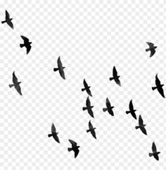 a flock of birds flying in the sky with no background, hd png clipart