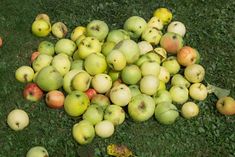 a pile of apples sitting on top of green grass