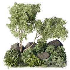 an image of a small tree in the middle of rocks and plants on a white background