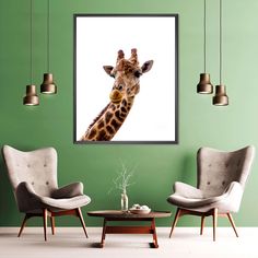 a giraffe's head is shown in this living room with two chairs and a coffee table