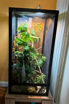 an aquarium with plants in it sitting on top of a table