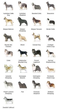 the different breeds of dogs are shown in this chart, which shows them's names