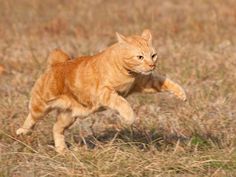 an orange cat running through the grass with it's front paws in the air