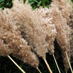 some very pretty brown plants in the grass