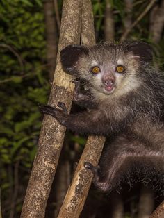 a small animal climbing up the side of a tree branch in front of some trees