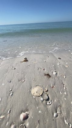 shells and sand on the beach with water in the background