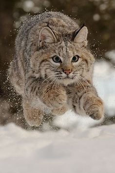 a cat is running through the snow