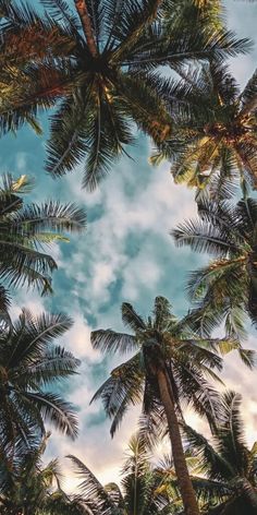 looking up at the tops of palm trees