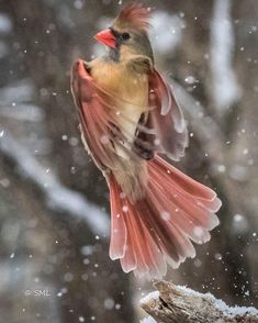 a bird is flying in the snow with it's wings spread out and its mouth open