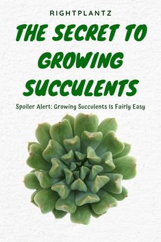 the secret to growing succulents