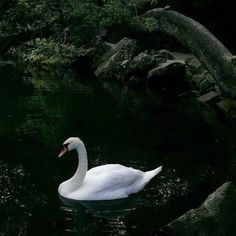 a white swan floating on top of a lake next to rocks and trees in the background