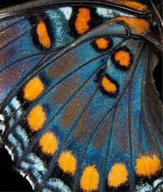 a blue butterfly with orange spots on it's wings