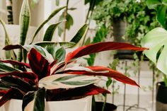 two potted plants are shown in the foreground, one is red and green