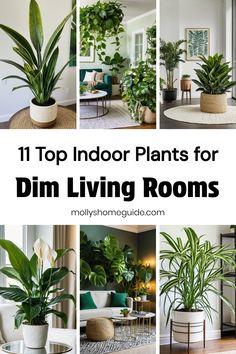 the top indoor plants for dim living rooms