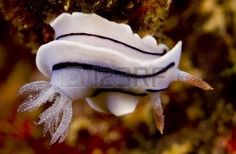 a white and black sea slug on a coral