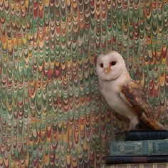 an owl sitting on top of a stack of books in front of a colorful wallpaper