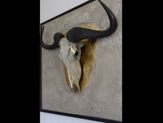 a bull's skull mounted on the wall with gold and black horns hanging from it