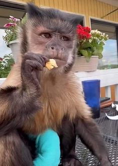 a monkey sitting on top of a metal table eating something off of a persons hand