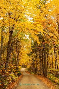 an empty road surrounded by trees with yellow leaves