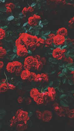 many red roses are growing in the garden