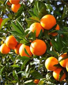 an orange tree filled with lots of ripe oranges