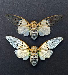 two butterflies sitting next to each other on top of a black surface with white and yellow wings