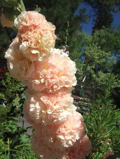 some pink flowers are hanging from a tree