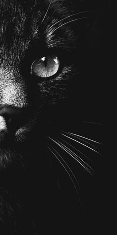 a black cat's face is shown in the dark