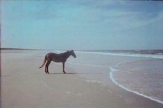 a brown horse standing on top of a sandy beach next to the ocean's edge