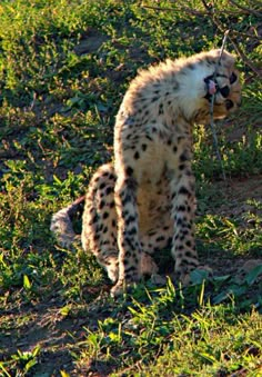 a cheetah sitting in the grass with its mouth open