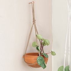 a potted plant hanging from a rope on the wall