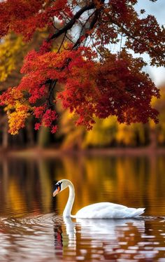 a white swan swimming on top of a lake surrounded by trees with red leaves in the fall