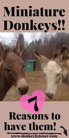 two donkeys with the words, miniature donkeys reason to have them? written below