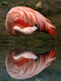 a pink flamingo is standing in the water