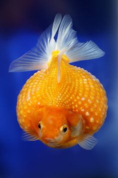 #pearlscale #breedergoldfish #goldfish #fish Chubby Goldfish, Fish Anatomy, Study Reference, Fancy Goldfish, Photo Study, Iphone Wallpaper Winter, Unusual Facts