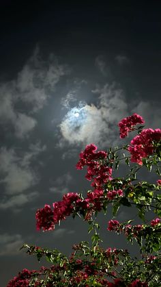 the sun shines brightly through the clouds above some pink flowers on a tree branch