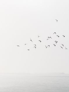 a flock of birds flying over the ocean