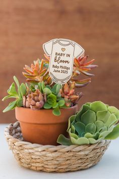 succulents in a basket with a sign that says baby in bloom