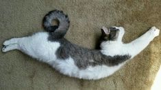 a gray and white cat laying on its back with it's paws up in the air