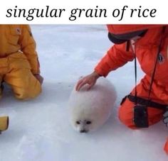 a baby seal is being petted by someone in an orange suit and yellow boots