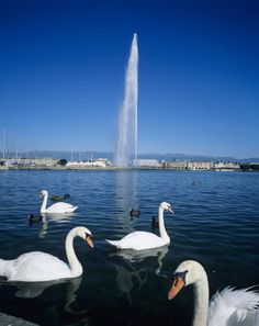 swans are swimming in the water near a fountain with a spout of water behind them