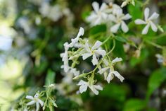 the white flowers are blooming on the tree