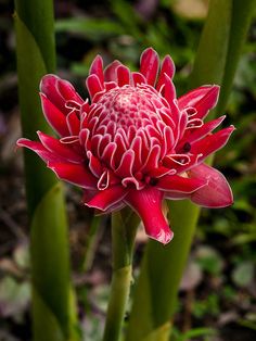 a red flower with green stems in the foreground