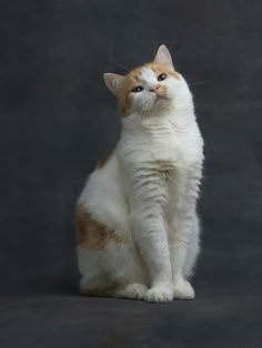 an orange and white cat sitting on top of a black floor next to a gray wall