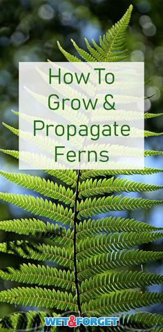 green ferns with the words how to grow and propagate ferns