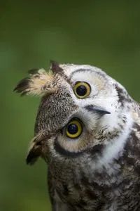 an owl with big yellow eyes looking at the camera while standing in front of a green background