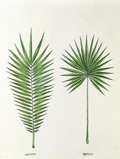 three different types of palm leaves on a white background