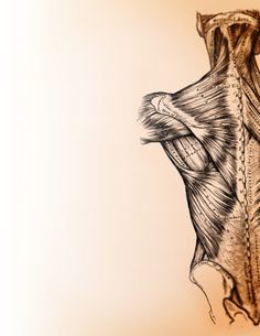 Muscle Artwork, Physiotherapy Tattoo, Massage Art, Massage Clinic, Medical Artwork, Muscle System, Massage Logo, Wellness Massage