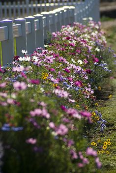 a row of white picket fence sitting next to purple and yellow flowers in the grass