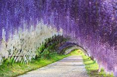 the road is lined with rows of purple flowers